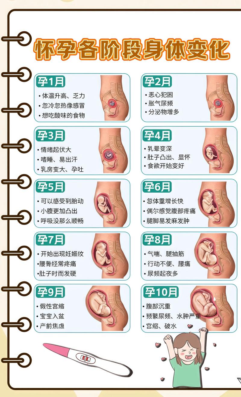 揭秘供卵代孕妈妈怀孕小腹分两节，孕期变化的奥秘贵州代生机构: